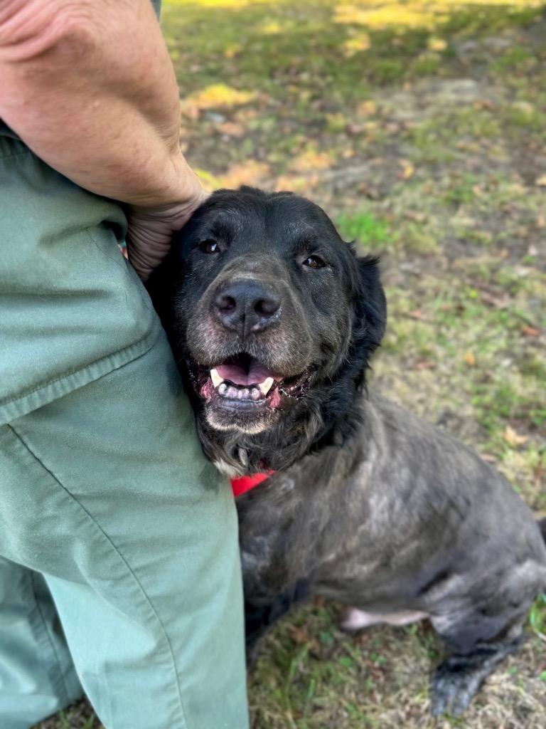 Enlarge Shadow (Local), a Adoptable mixed breed in Princeton, MA image 5/6