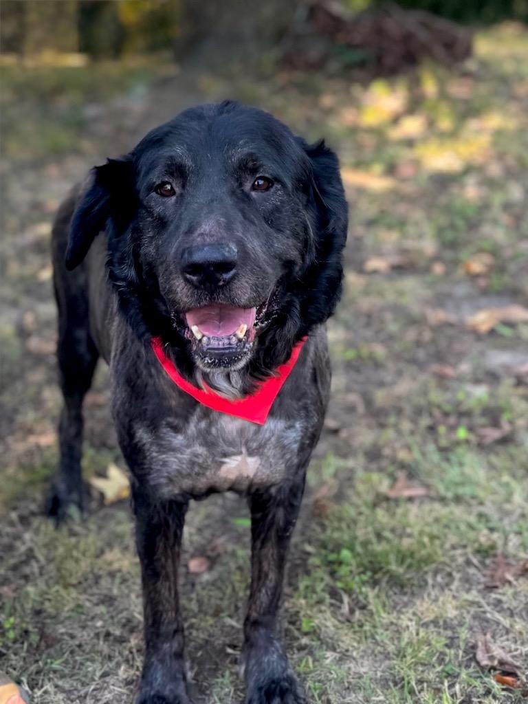 Enlarge Shadow (Local), a Adoptable mixed breed in Princeton, MA image 6/6