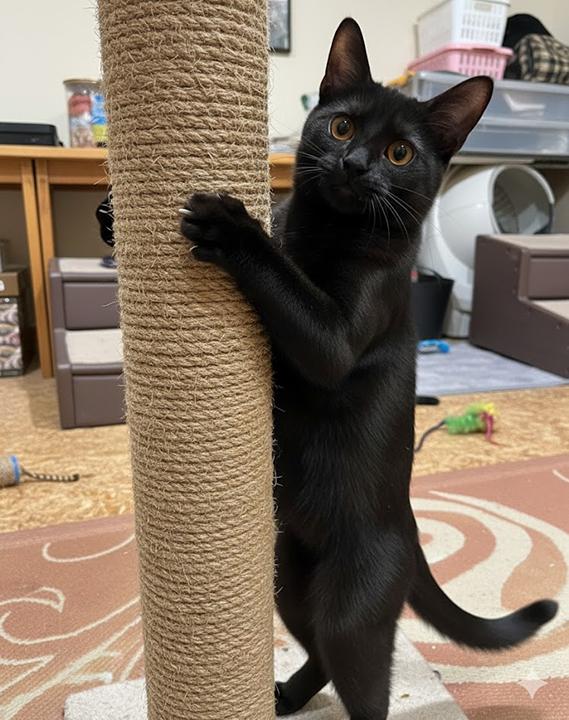 Enlarge Colette, an adopted Domestic Short Hair in Seattle, WA image 4/6