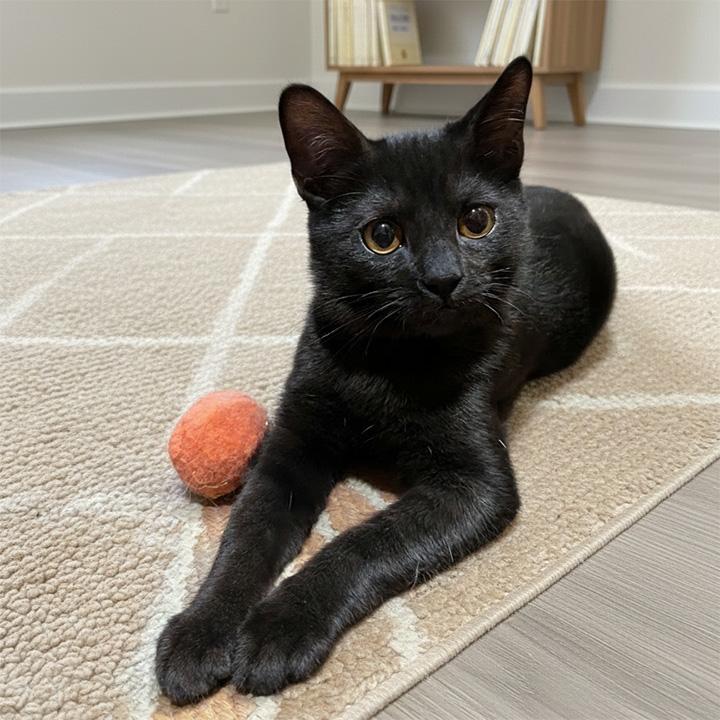 Enlarge Colette, an adopted Domestic Short Hair in Seattle, WA image 3/6