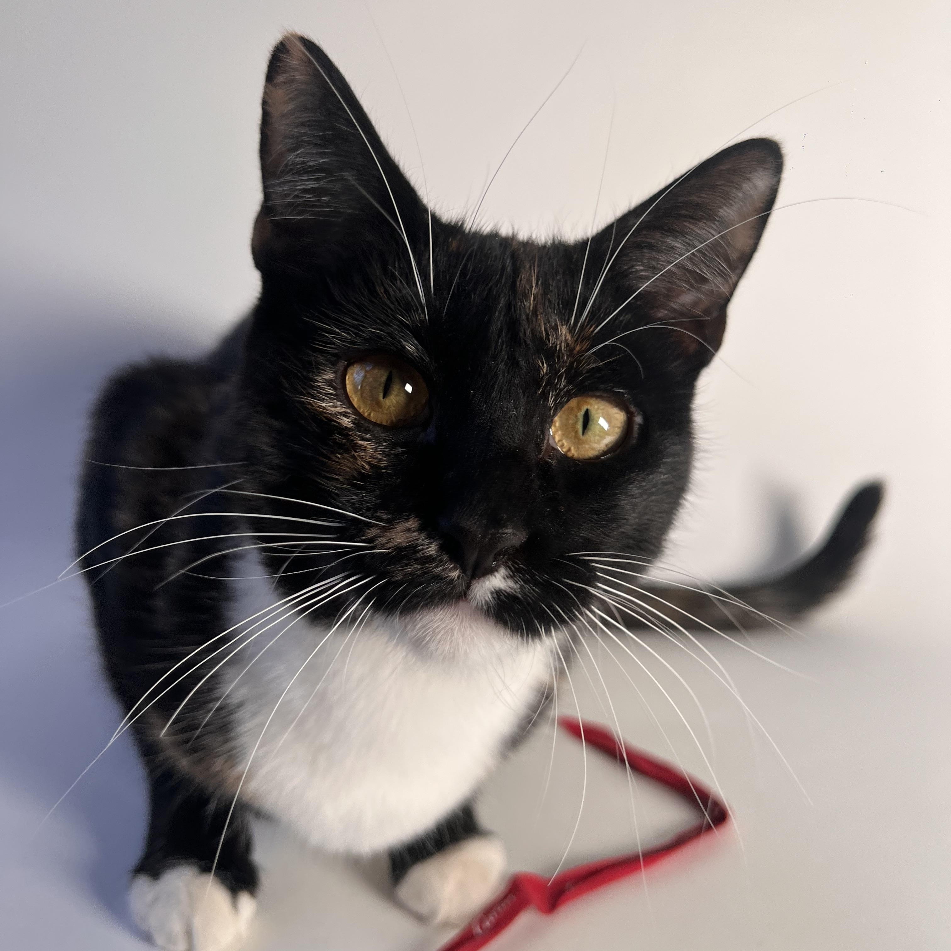 Enlarge Gigi, a Adoptable Domestic Short Hair in Brooklyn, NY image 1/4
