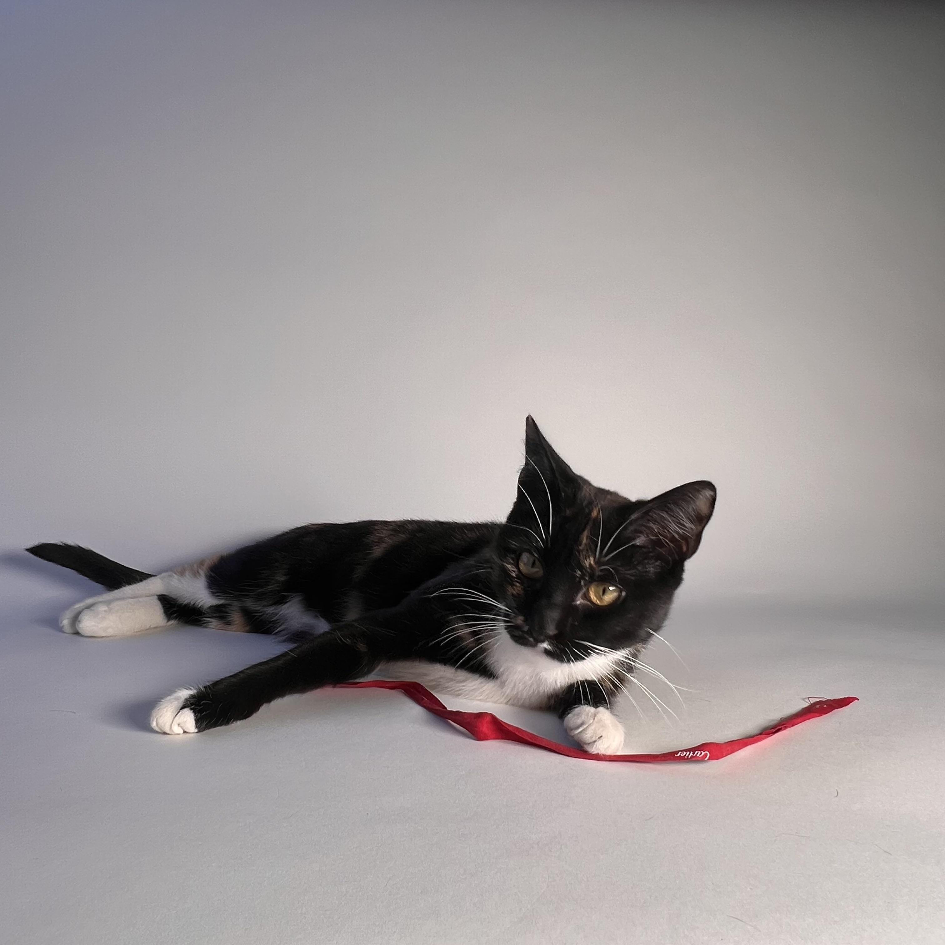 Enlarge Gigi, a Adoptable Domestic Short Hair in Brooklyn, NY image 3/4