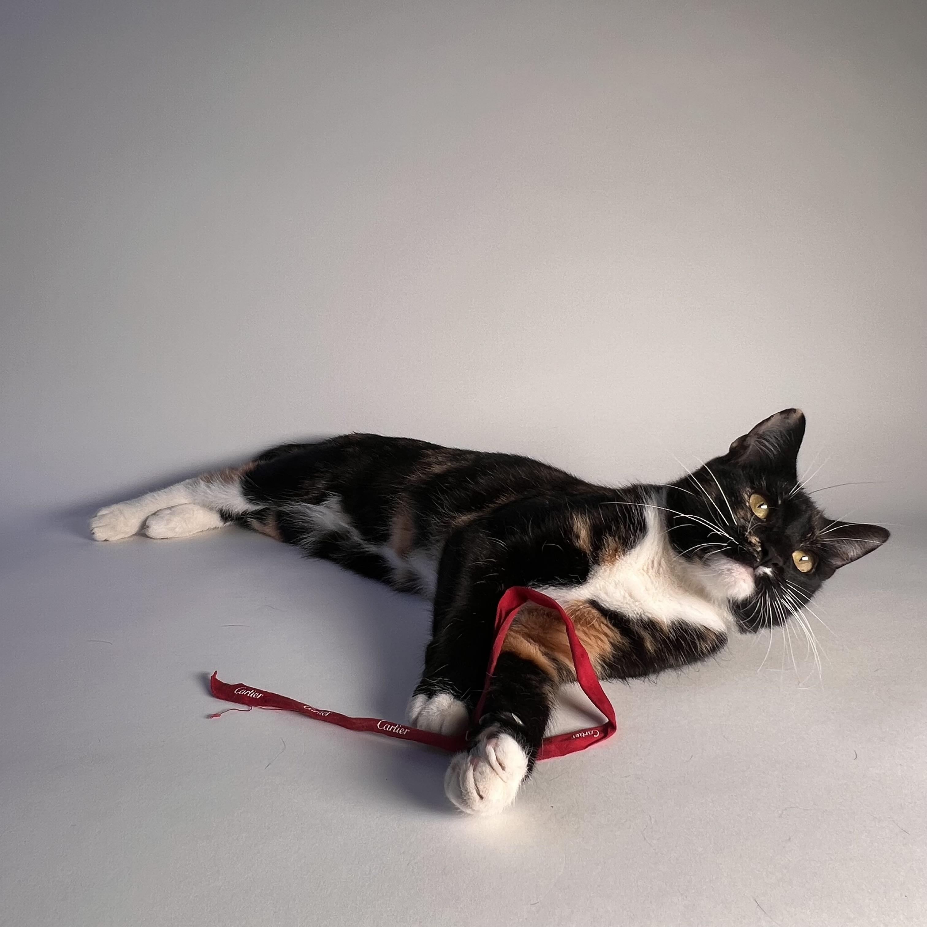 Enlarge Gigi, a Adoptable Domestic Short Hair in Brooklyn, NY image 4/4