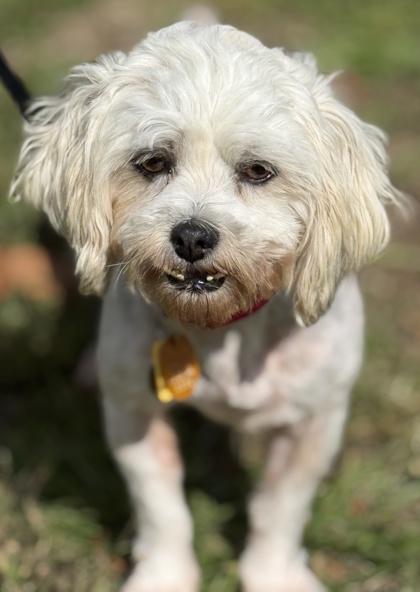 Blair, Adoptable, Adult Female Shih Tzu & Bichon Frise.
