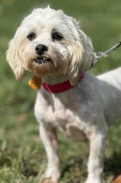 Blair, a Adoptable mixed breed in Malvern, PA image 2/3