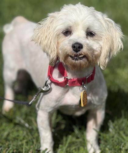 Blair, a Adoptable mixed breed in Malvern, PA image 3/3