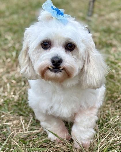 Enlarge Blair, a Adoptable mixed breed in Malvern, PA image 1/3