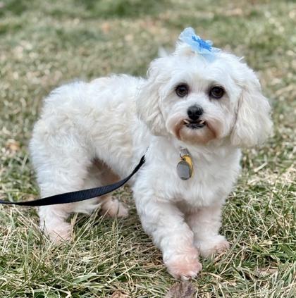 Enlarge Blair, a Adoptable mixed breed in Malvern, PA image 2/3