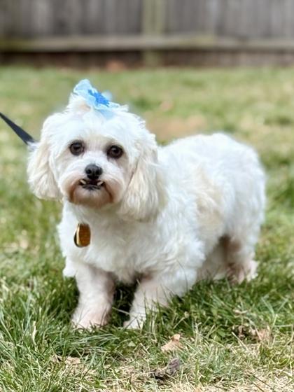 Enlarge Blair, a Adoptable mixed breed in Malvern, PA image 3/3