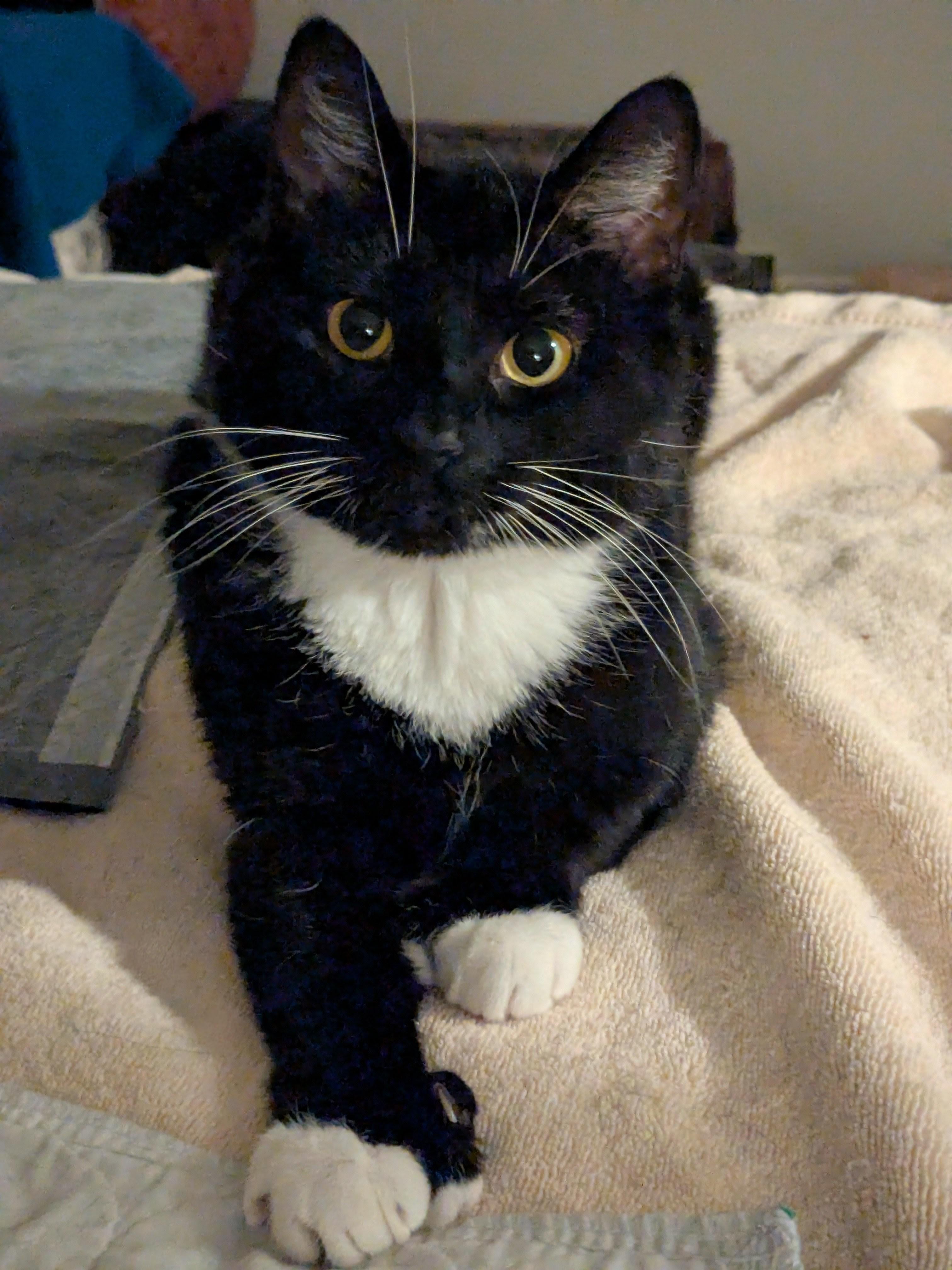 Luna, Adoptable, Adult Female Domestic Short Hair.
