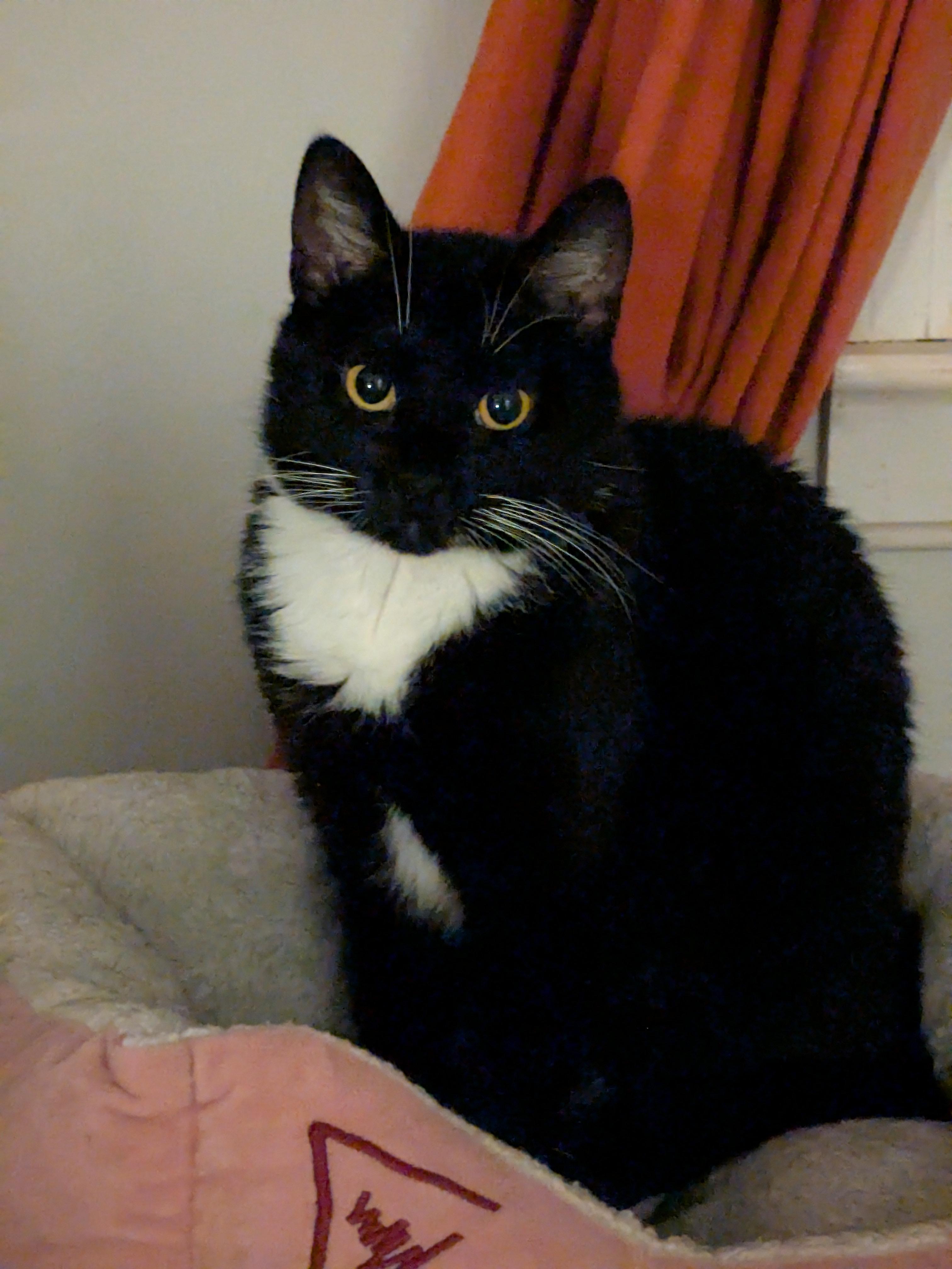 Enlarge Luna, a Adoptable Domestic Short Hair in Burlington, VT image 2/3