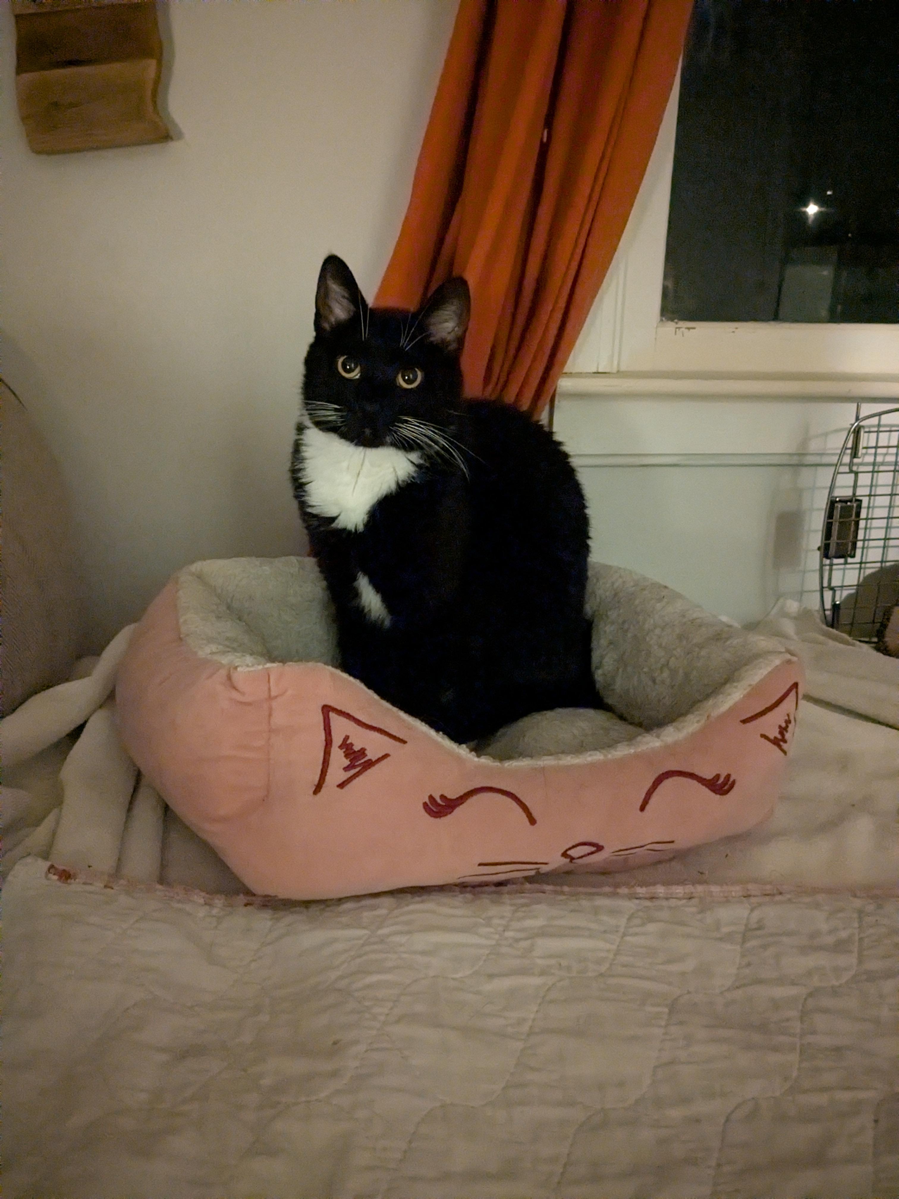 Enlarge Luna, a Adoptable Domestic Short Hair in Burlington, VT image 3/3