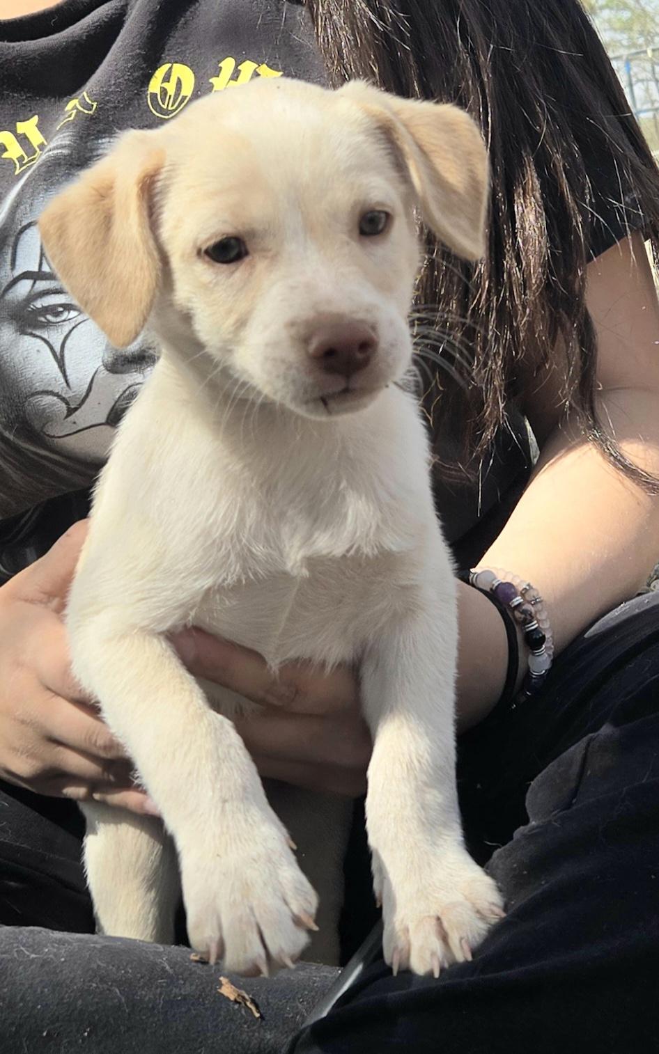 Enlarge **RIVER - Please click more to read bio, a ADOPTABLE mixed breed in Peralta, NM image 2/6