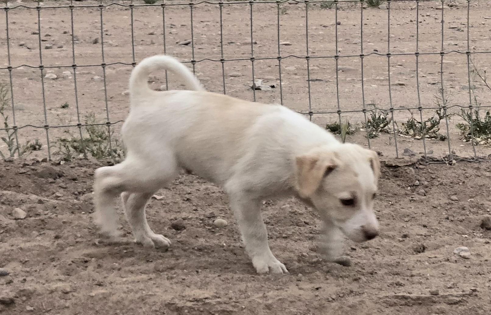 Enlarge **RIVER - Please click more to read bio, a ADOPTABLE mixed breed in Peralta, NM image 3/6