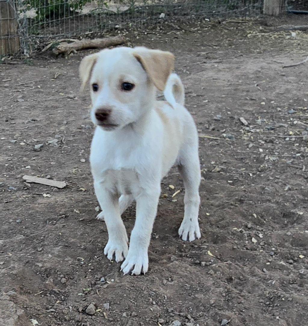 Enlarge **RIVER - Please click more to read bio, a ADOPTABLE mixed breed in Peralta, NM image 1/6