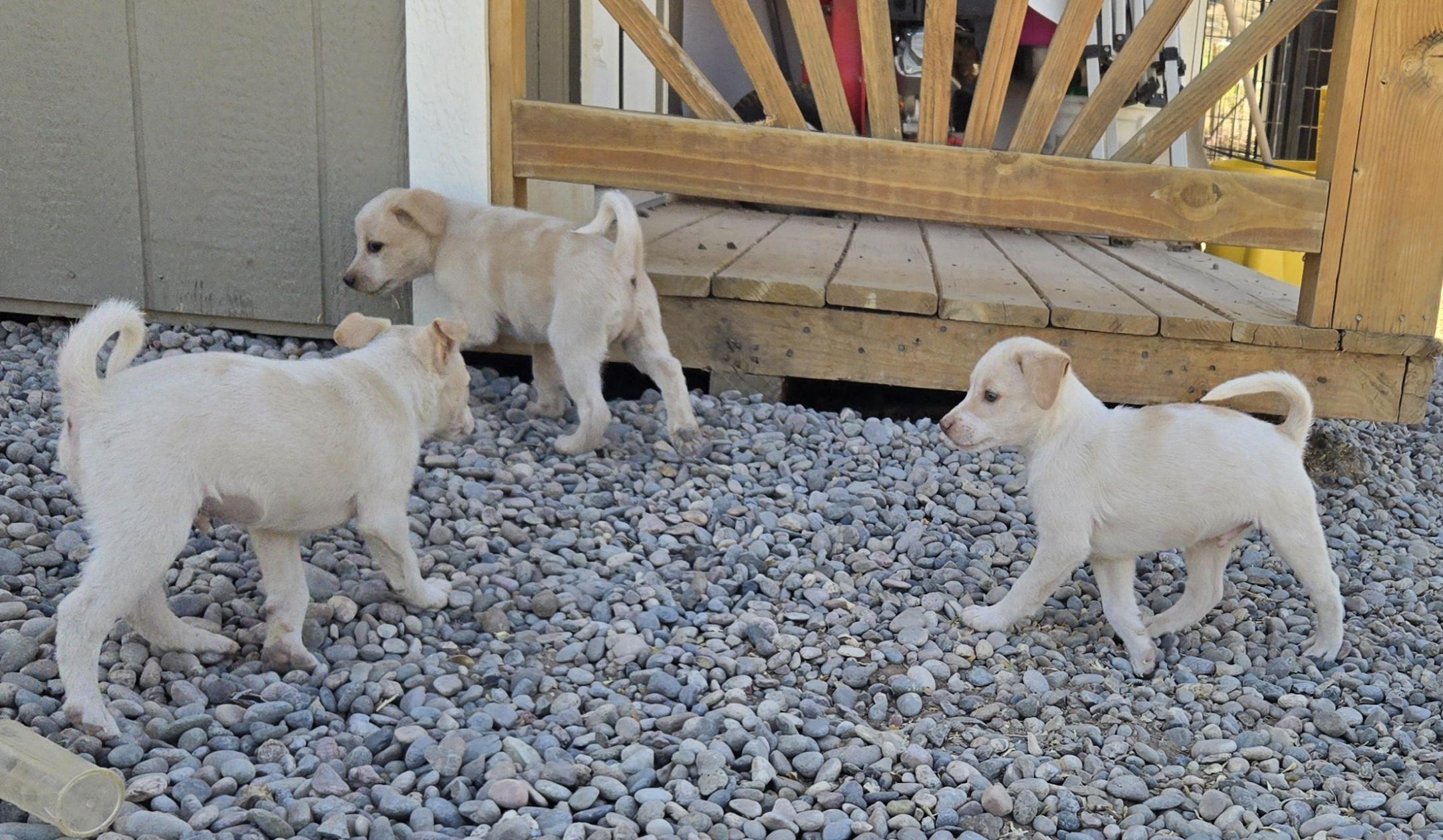 Enlarge **RIVER - Please click more to read bio, a ADOPTABLE mixed breed in Peralta, NM image 5/6