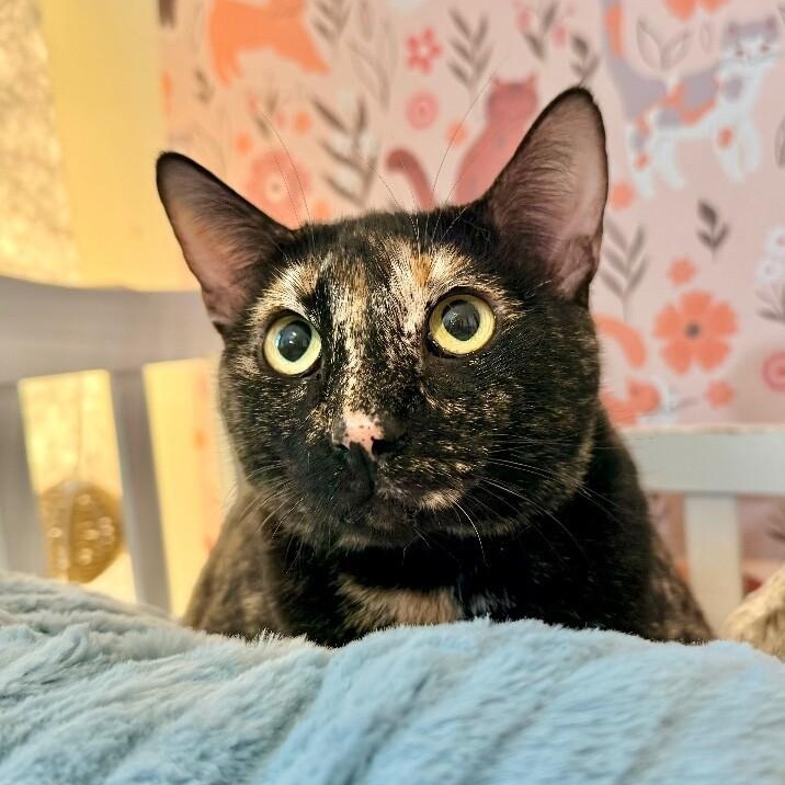 Bella Hadid — thumbnail 2