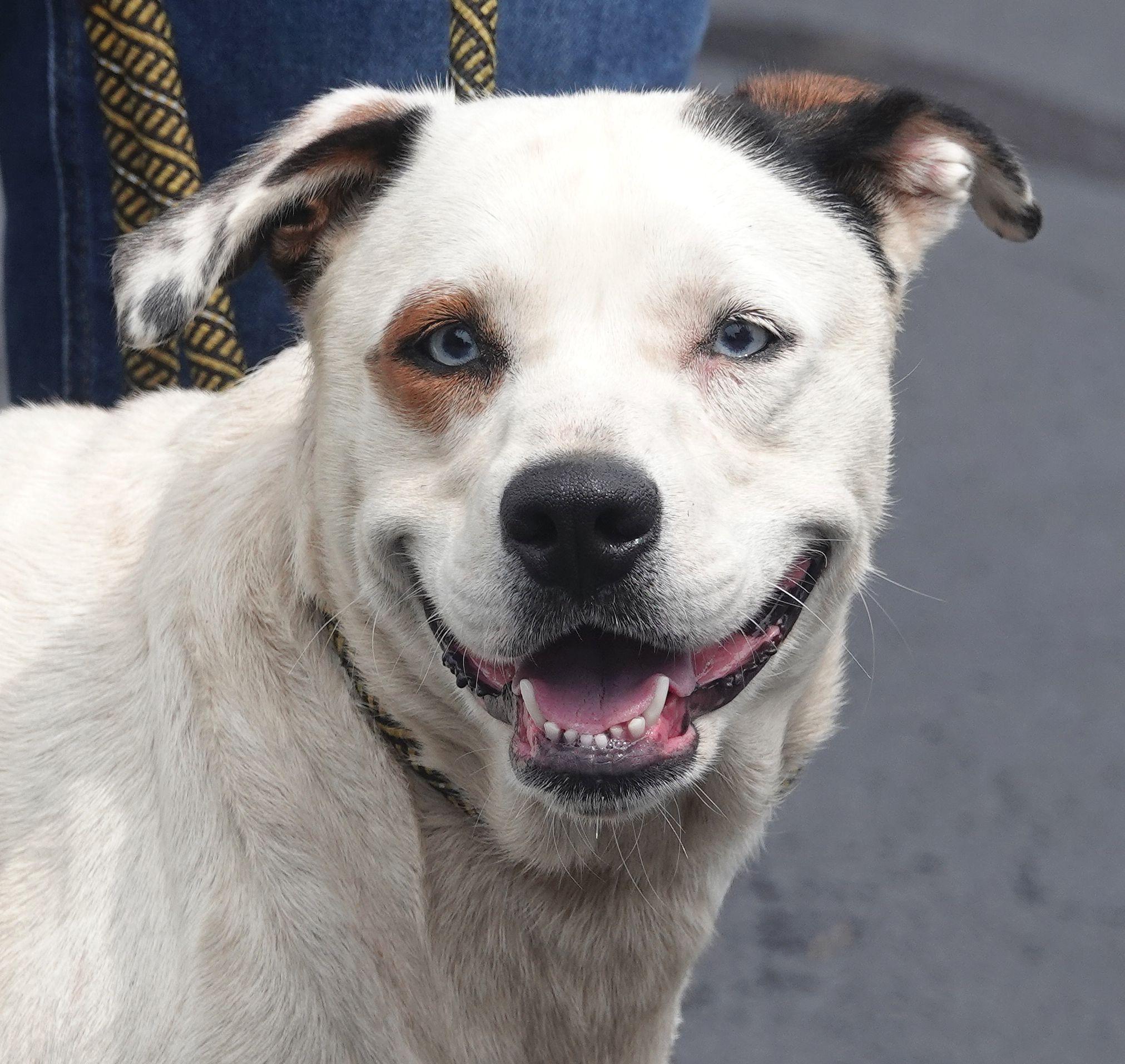 Kat, ADOPTABLE, Young Female Husky.