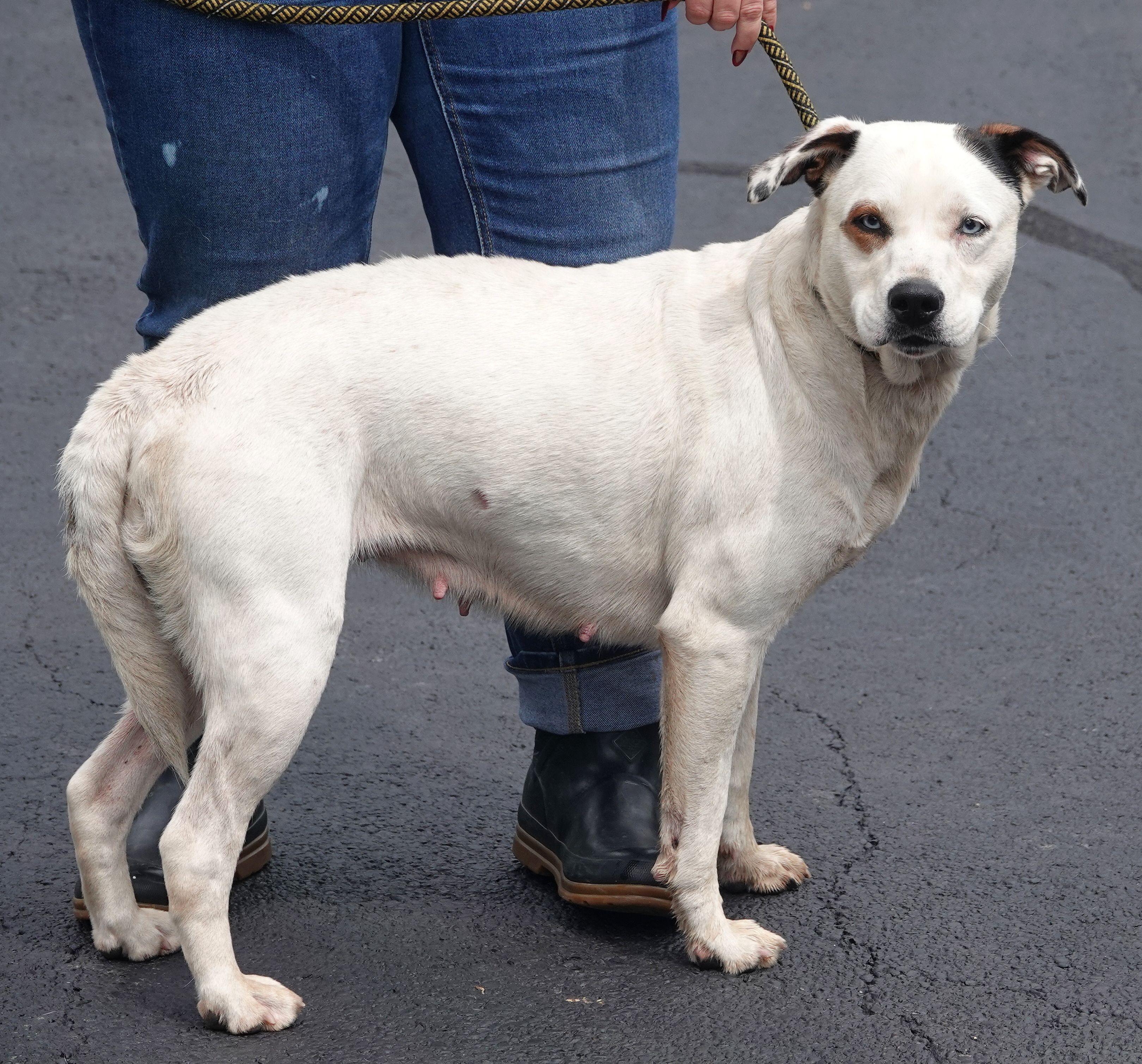 Kat, a ADOPTABLE mixed breed in Millfield, OH image 3/3