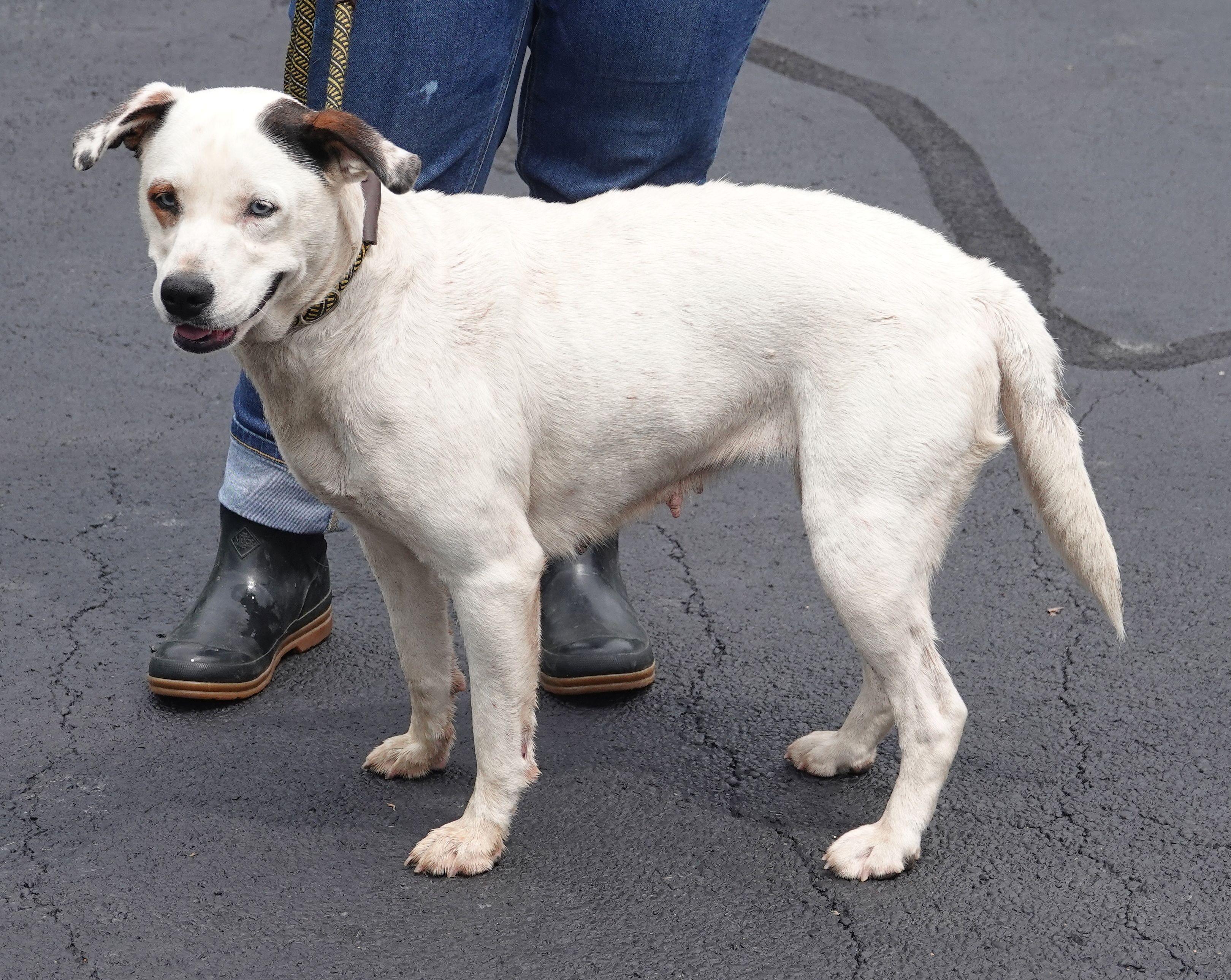 Kat, a ADOPTABLE mixed breed in Millfield, OH image 2/3