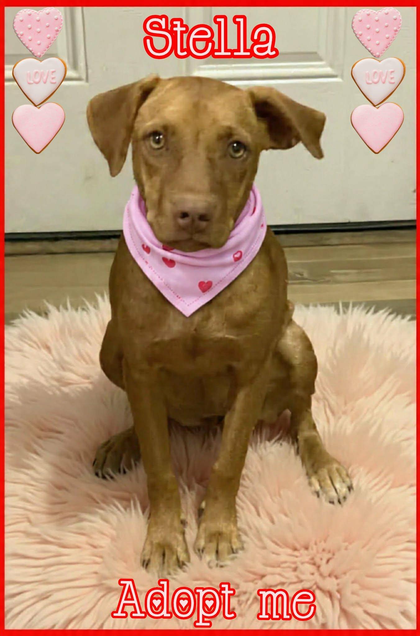 Enlarge Stella, a ADOPTABLE mixed breed in Grove, OK image 4/5