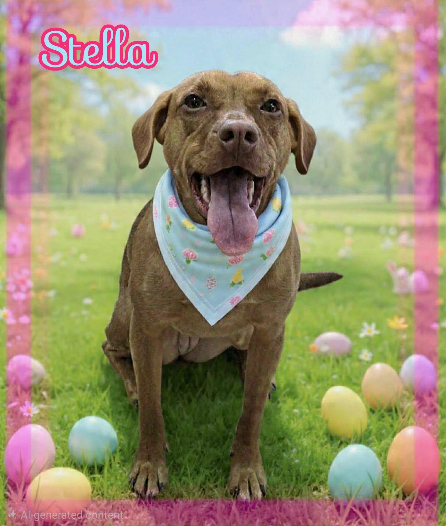 Stella, ADOPTABLE, Young Female Pit Bull Terrier & Vizsla.