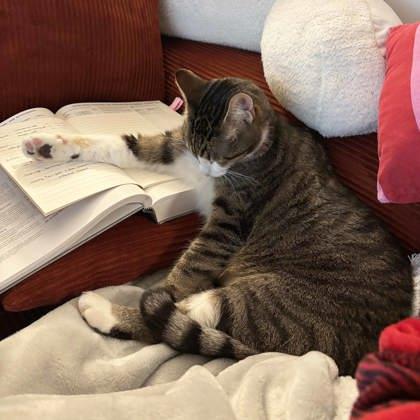 Simba, Adoptable, Adult Male Domestic Short Hair.