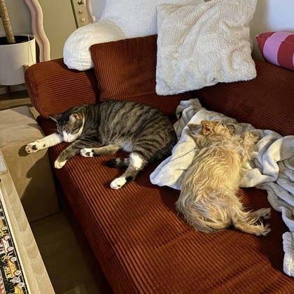 Enlarge Simba, a Adoptable mixed breed in Atlanta, GA image 2/3