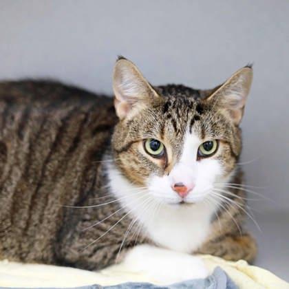 Enlarge Simba, a Adoptable mixed breed in Atlanta, GA image 3/3