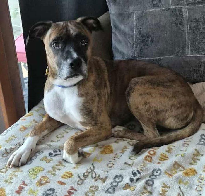 Lenny, Adoptable, Young Male Boxer.