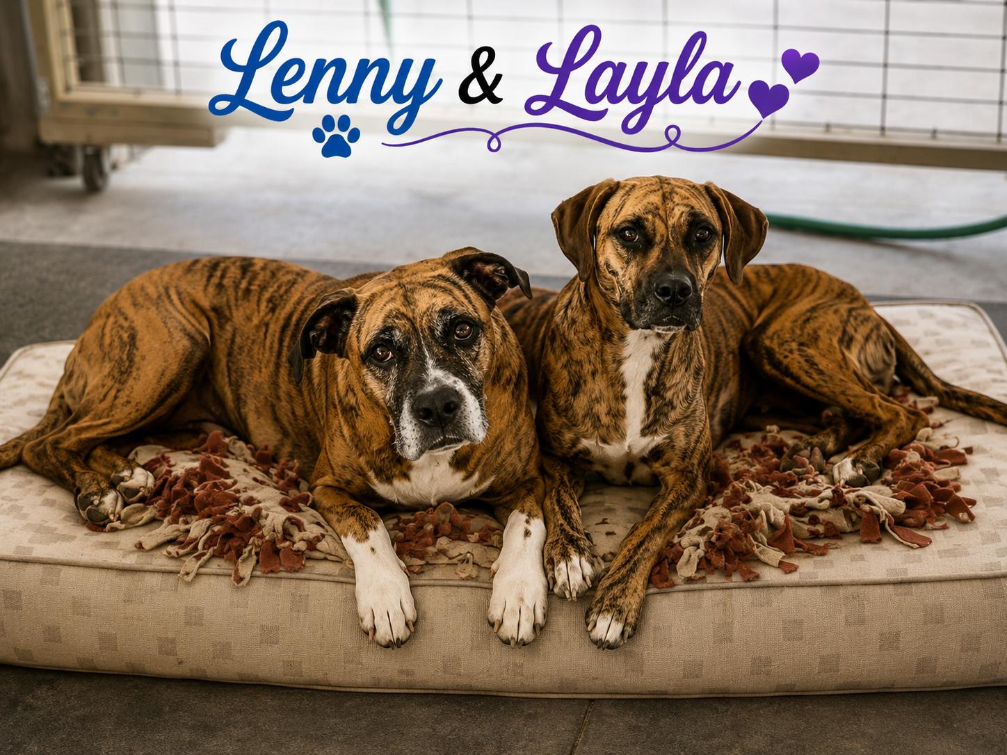 Lenny - ADOPT ME WITH LAYLA!!, Adoptable, Young Male Boxer.