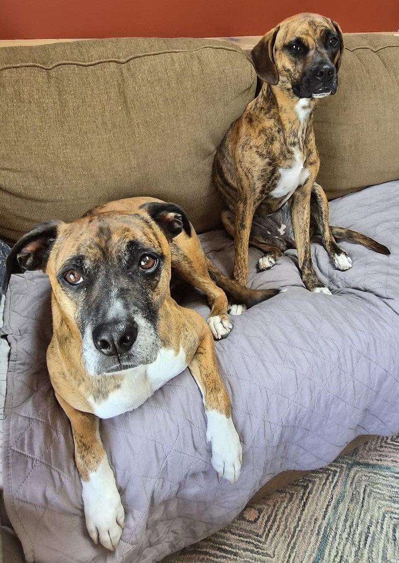 Lenny, a Adoptable Boxer in Shakopee, MN image 1/3