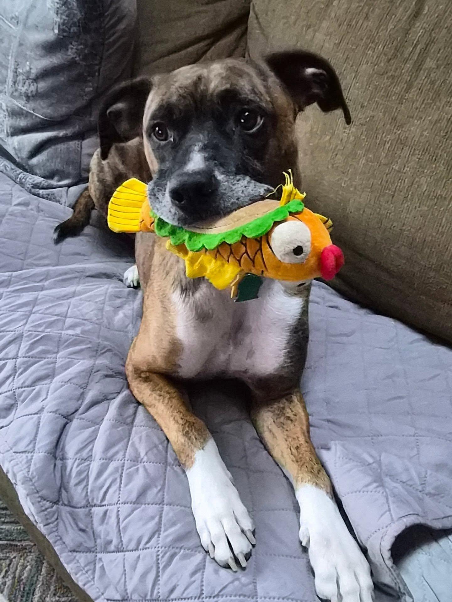 Enlarge Lenny, a Adoptable Boxer in Shakopee, MN image 2/3