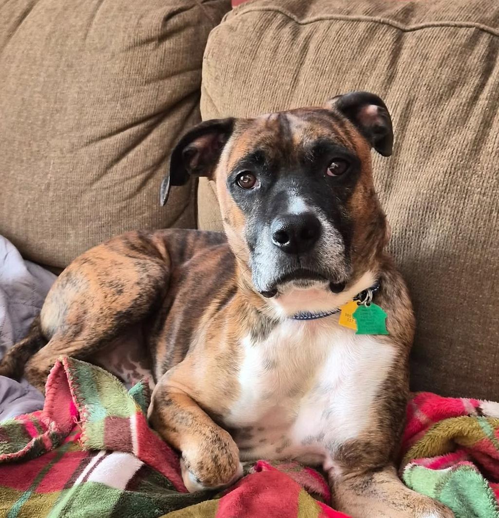 Enlarge Lenny, a Adoptable Boxer in Shakopee, MN image 3/3