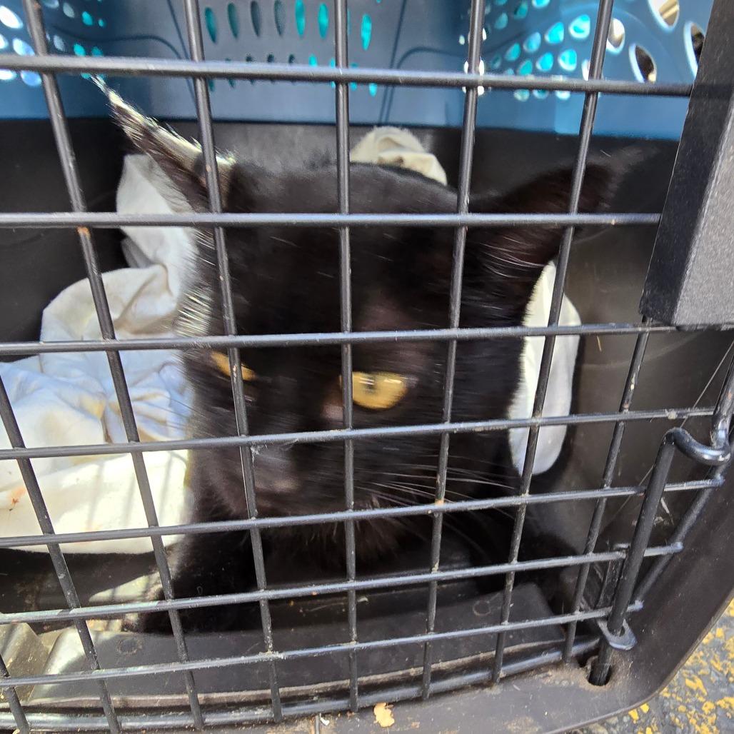 Zena, a Adoptable Domestic Short Hair in Grantsville, UT image 1/2