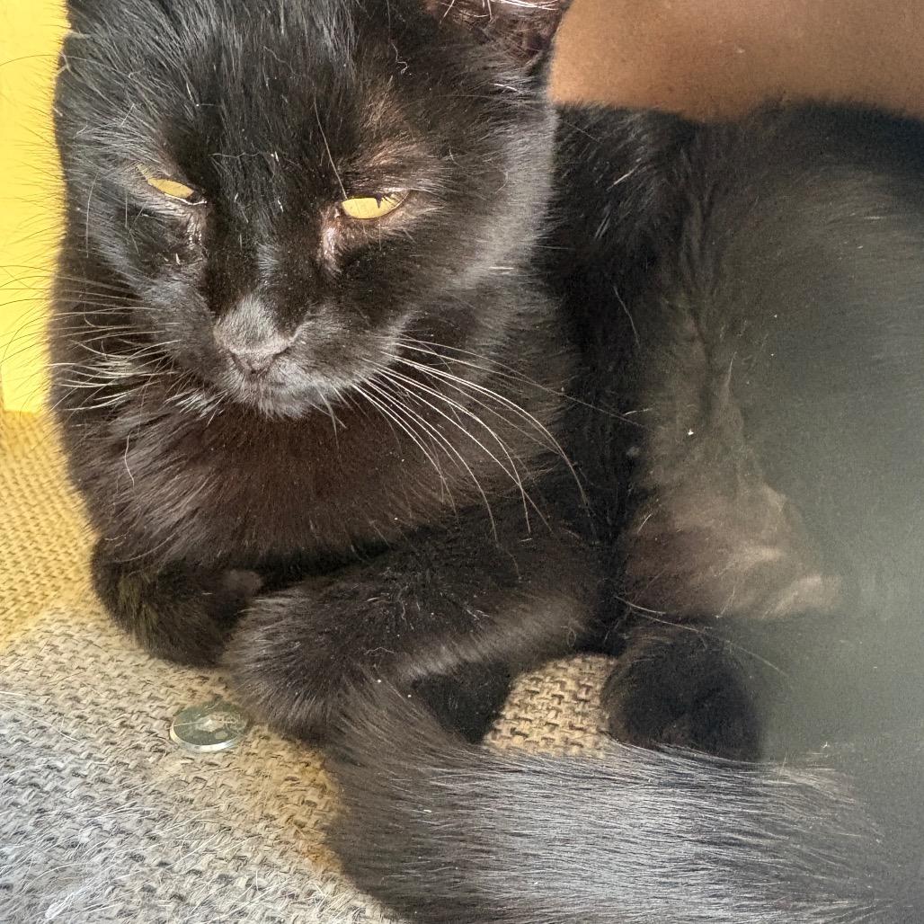 Zena, a Adoptable Domestic Short Hair in Grantsville, UT image 2/2