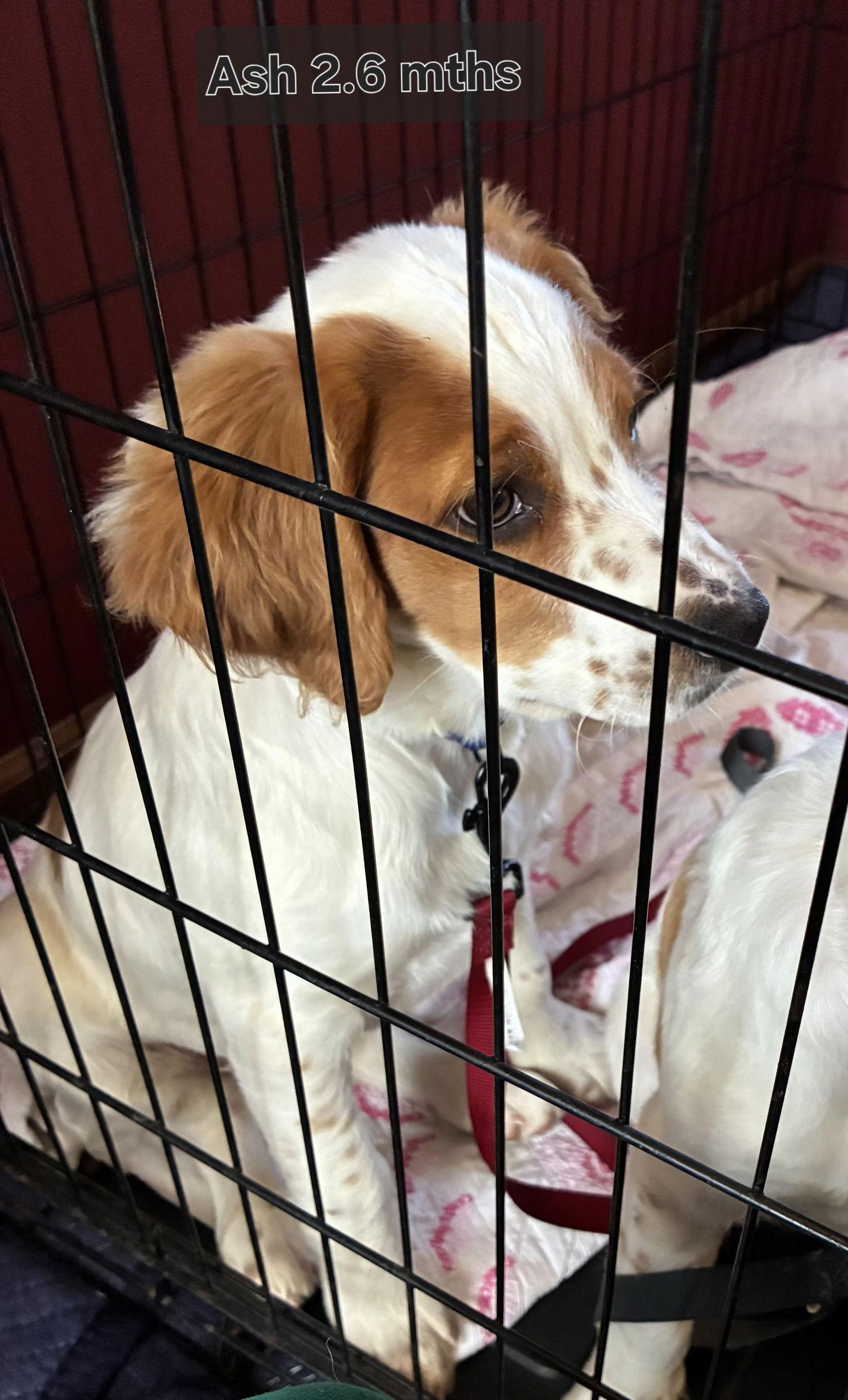 KS/Ash aka Oakes, Adopted, Puppy Male Brittany Spaniel & English Setter.