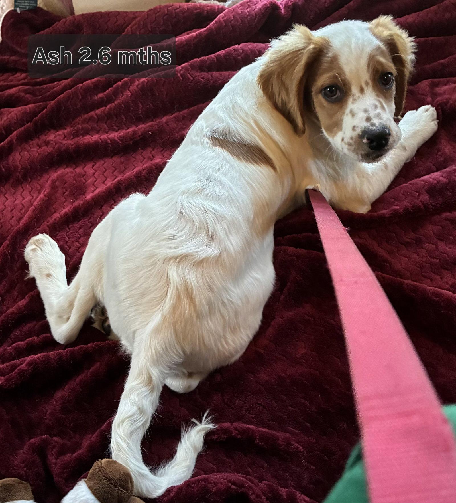 Enlarge KS/Ash aka Oakes, a Adopted mixed breed in Baldwinsville, NY image 2/3