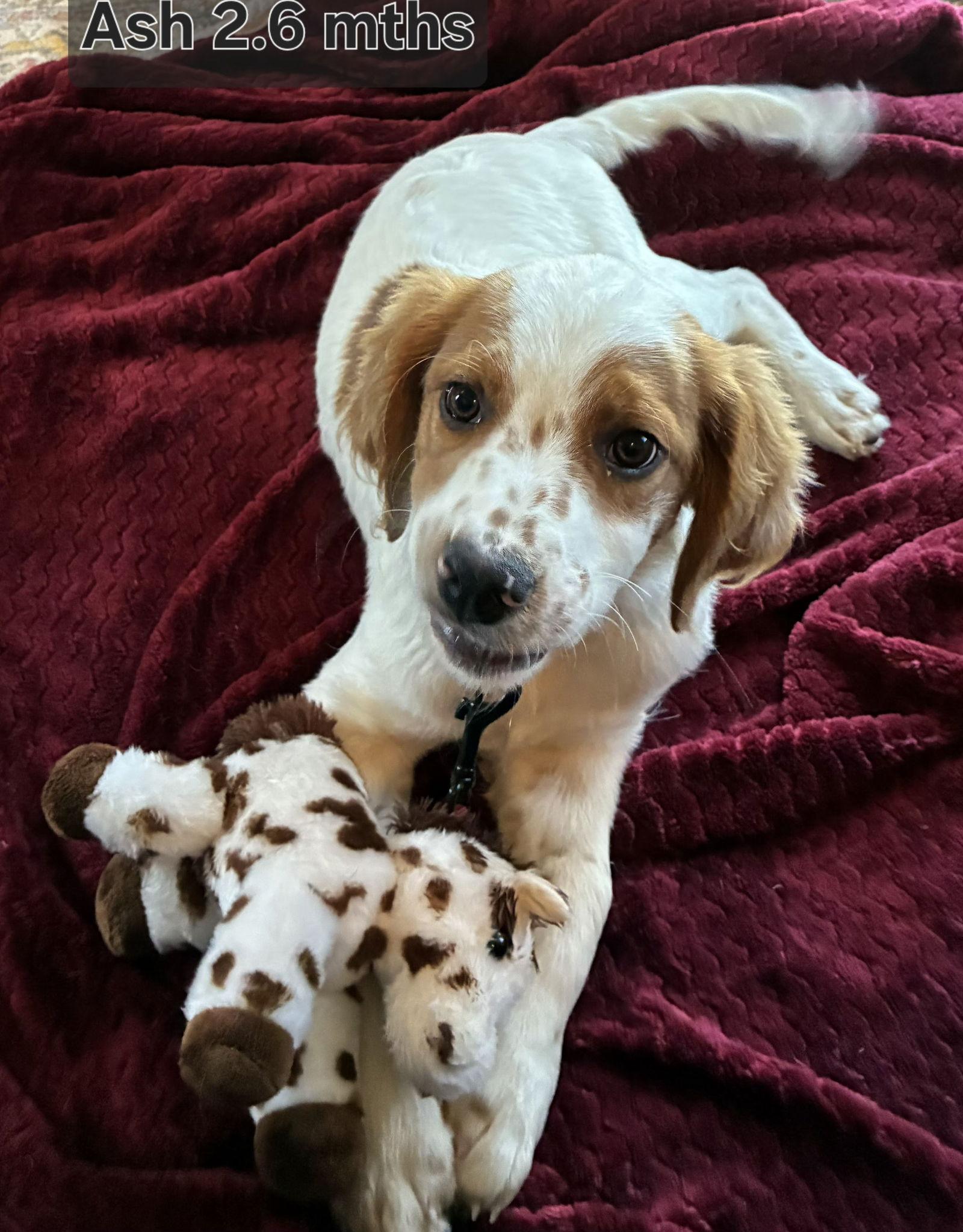 Enlarge KS/Ash aka Oakes, a Adopted mixed breed in Baldwinsville, NY image 3/3