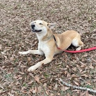 Enlarge Luna, a Adopted mixed breed in Selma, AL image 3/3