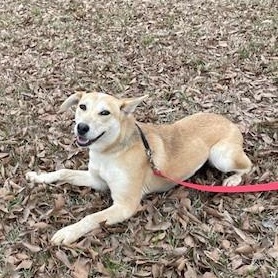 Enlarge Luna, a Adopted mixed breed in Selma, AL image 2/3