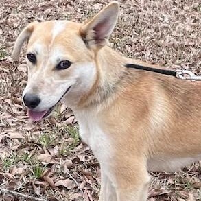 Enlarge Luna, a Adopted mixed breed in Selma, AL image 1/3