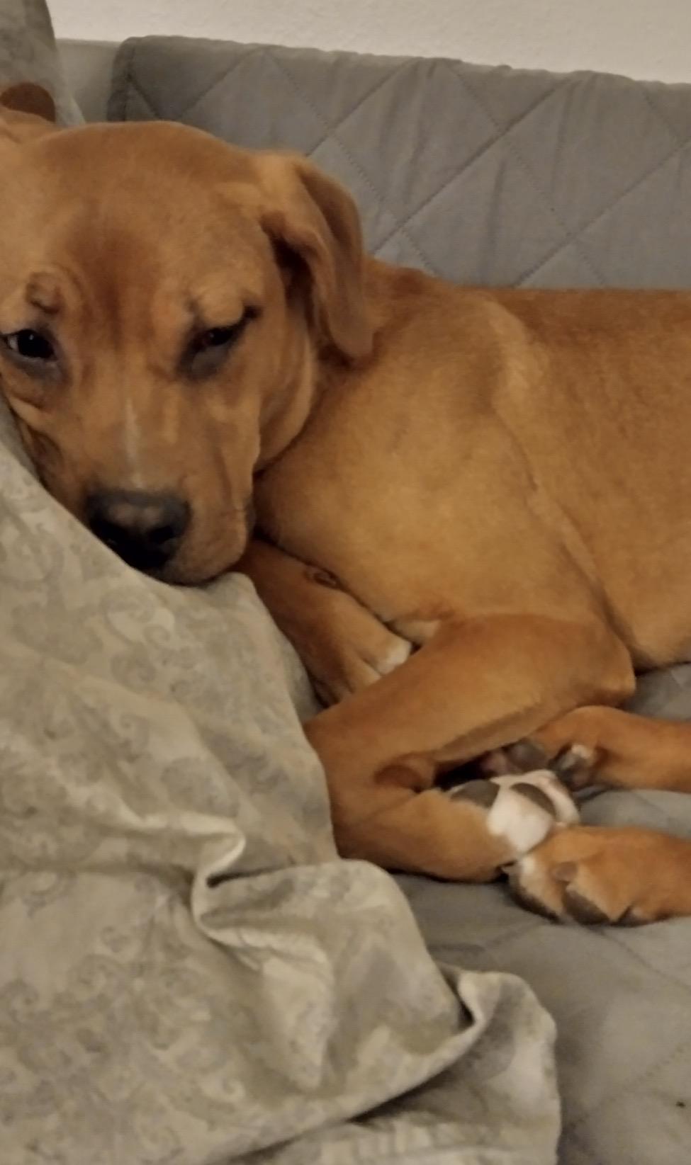 Enlarge Sally, a ADOPTABLE mixed breed in Waseca, MN image 5/6