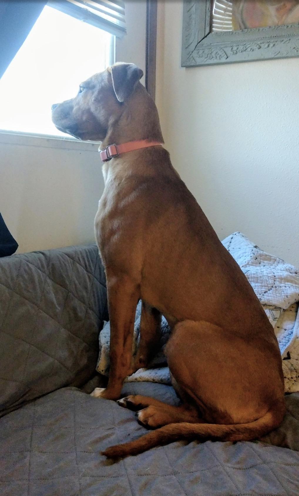 Enlarge Sally, a ADOPTABLE mixed breed in Waseca, MN image 4/6