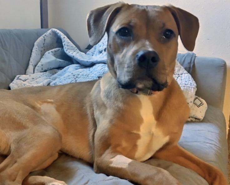 Enlarge Sally, a ADOPTABLE mixed breed in Waseca, MN image 1/6