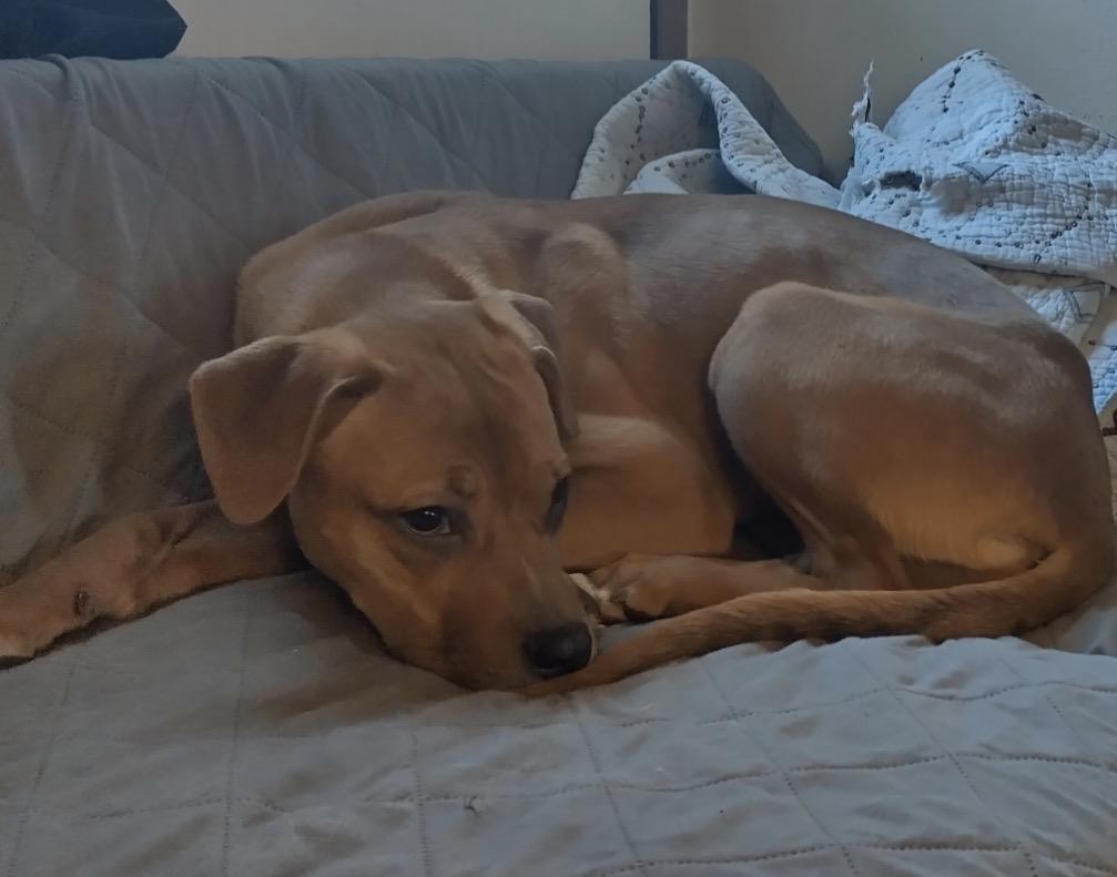 Enlarge Sally, a ADOPTABLE mixed breed in Waseca, MN image 3/6