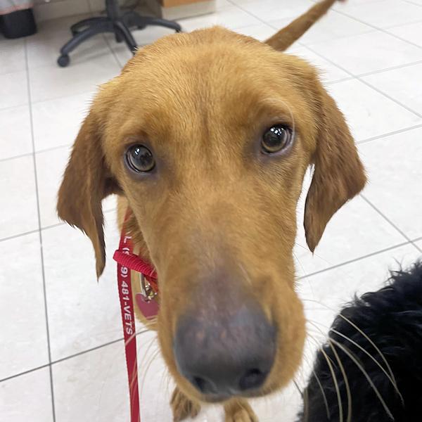 Enlarge Amber, bonded with Raven, a ADOPTABLE Golden Retriever in Los Angeles, CA image 1/6