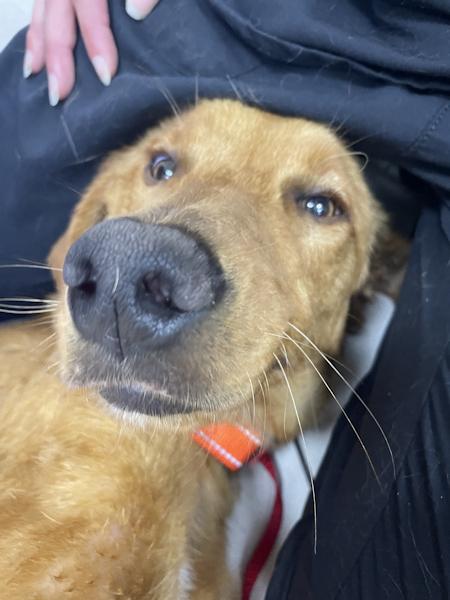 Enlarge Amber, bonded with Raven, a ADOPTABLE Golden Retriever in Los Angeles, CA image 5/6