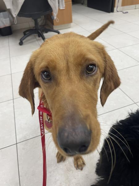 Enlarge Amber, bonded with Raven, a ADOPTABLE Golden Retriever in Los Angeles, CA image 4/6