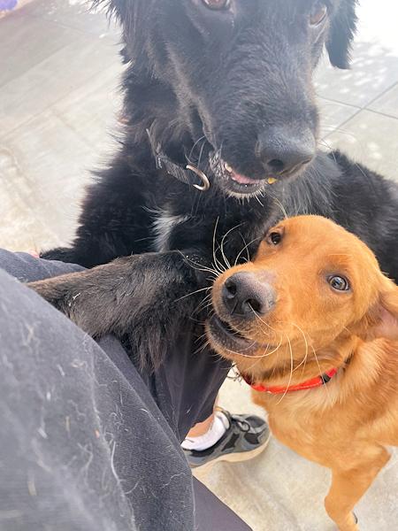 Enlarge Amber, bonded with Raven, a ADOPTABLE Golden Retriever in Los Angeles, CA image 6/6